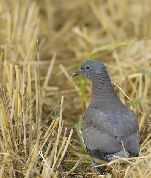 Sepelkyyhky, Common Wood Pigeon, Columba palumbus